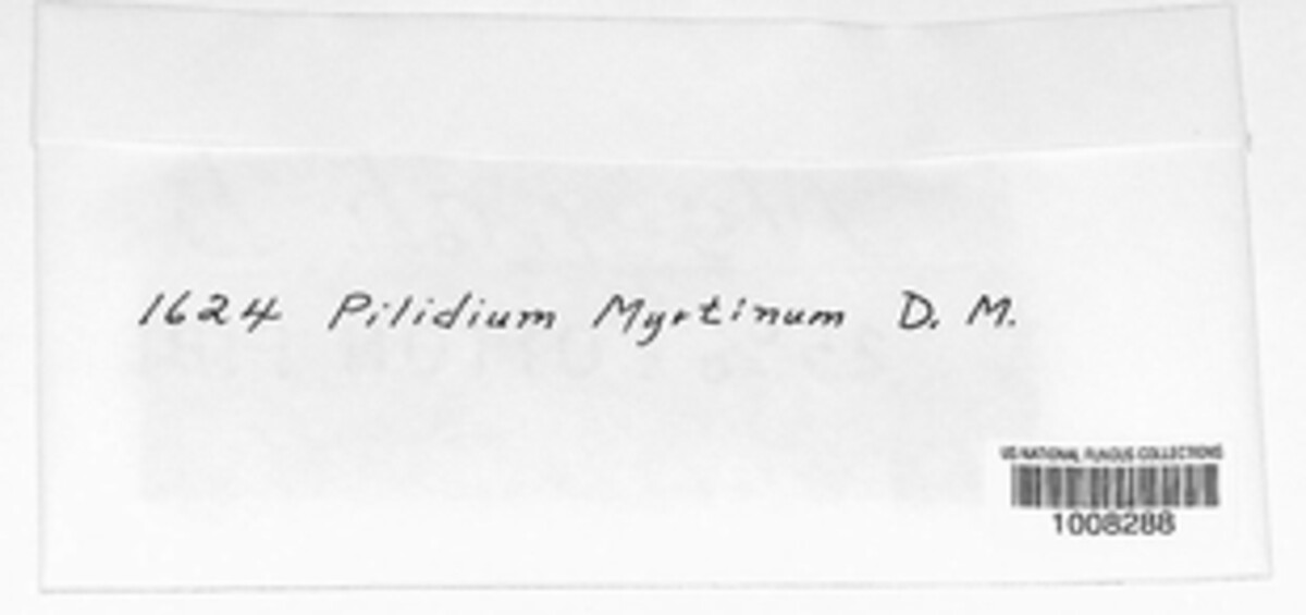 Pilidium image